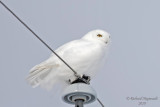 Harfang des neiges - Snowy Owl 1 m19
