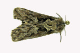 0031 - Conifer Swift Moth - Korscheltellus gracilis m15 