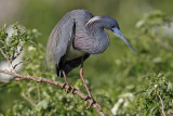 Tricolored Heron