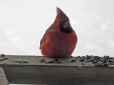 27 Jan We love our cardinals!