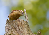 Carolina Wren