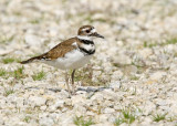 Killdeer
