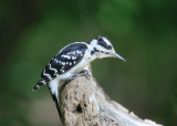 Hairy Woodpecker