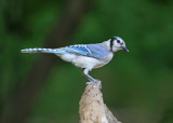 Blue Jay