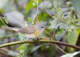 American Redstart