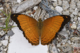 Cirrochroa emalea emalea (The Malay Yeoman)