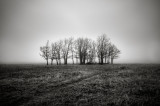 shenandoah_np_trees