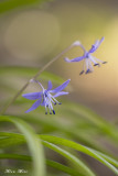 scilla_cilicica_siehe