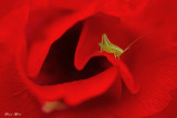Recent_pictures