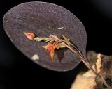 20182153 Lepanthes maxillaris 'Naiad Brooke' CBRAOS 12-08-2018 Jane and Charles High (plant)