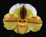 20191550 Paphiopedilum Rita Chambers 'Maggie ' AM/AOS (85 points)01-12-2019 Arnold Klehm