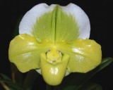 20191551 Paphiopedilum Hampshire White Oak 'Hampshire' HCC/AOS (79 points) 01-12-2019 Arnold Klehm