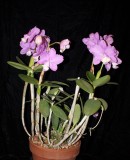 20191553 Cattleya loddigesii 'Kathleen' AM/AOS (85 points) 01-12-2019 William Rogerson (plant)