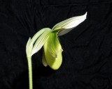 20191556 Paphiopedilum Hsinying Alien 'Hampshire Mist' AM/AOS (80 points) 01-12-2019 Arnold Klehm (side view)