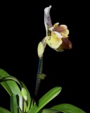 20191557 Paphiopedilum Glenlight 'Brier Hill' HCC/AOS (79 points) 01-12-2019 Arnold Klehm (side view)