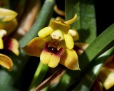 20191559 Maxillaria costaricensis 'TOF's Albanitos' CCM/AOS (80 points) 01-12-2019 Steve Gonzalez (flower)