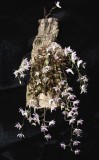 20191561 Dendrobium elliotianum 'Chas' CCM/AOS (83 points) 01-12-2019 Charles and Jane High (plant)