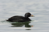 700_9775F zwarte zee-eend(Melanitta nigra, Black scoter).JPG