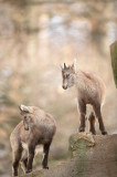 D4S_4259F alpensteenbok (Capra ibex, Alpine ibex).jpg