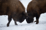 D4S_5021F wisent (Bison bonasus, European bison).jpg