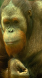 D4S_4078F Sumatraanse orang-oetan (Pongo abelii, Sumatran orangutan).jpg