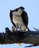 The following pictures are of an Osprey that caught a fish (maybe a mullett), and brought it back to this tree branch