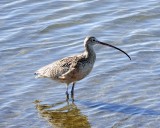 A Long-billed Curlew