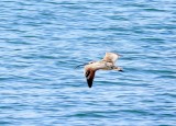 In flight