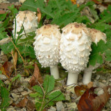 Shaggy Manes .... delicious!!