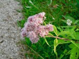 Joe Pye Weed