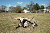 Backyard Longhorn