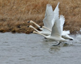 Tundra Swans