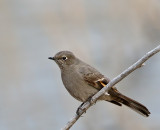 Townsends Solitaire