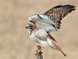 Red-tailed Hawk