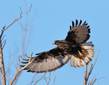 Harlans Red-tailed Hawk