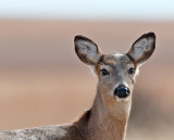 White-tailed Deer