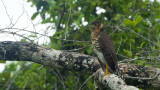 Collared Forest Falcon / Grote Bosvalk