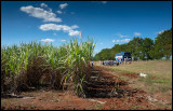 A break to watch suger cane