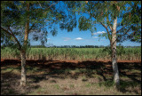 Suger cane plantation