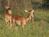 Herbivorous