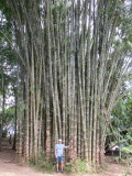 Giant bamboo