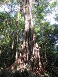 Strangler Fig