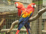Macaw Mountain Bird Park