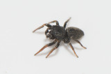 Hge s land 7.6-18 adult male