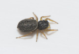 Ljungryda blekinge 1.7-18 adult female