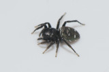 Hedemarksvgen Vstmanland 9.5-18 epigyn adult female