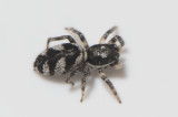 Hyltan Halland 25.7-18 adult female