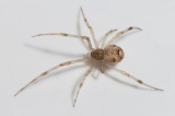 Stensa Halland 9.1-19 adult female