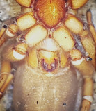 Hardoj Gotland 7.8-18 epigyn adult female