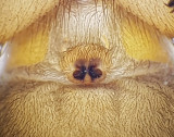 Drassodes cupreus ( Kopparhuggspindel )